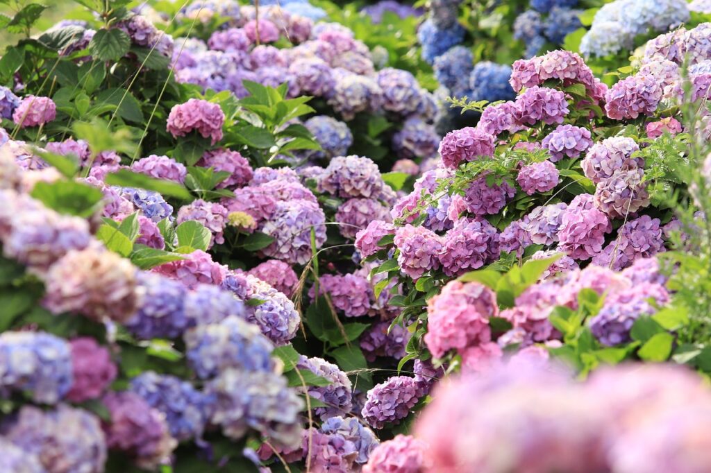 Hydrangea planting tips
