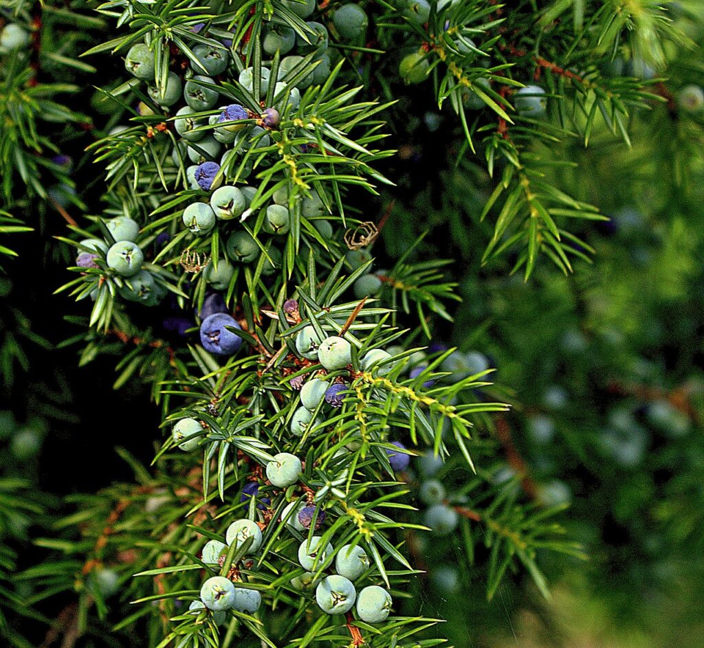 Juniper and Planting: A Comprehensive Guide to Cultivating Juniper Trees