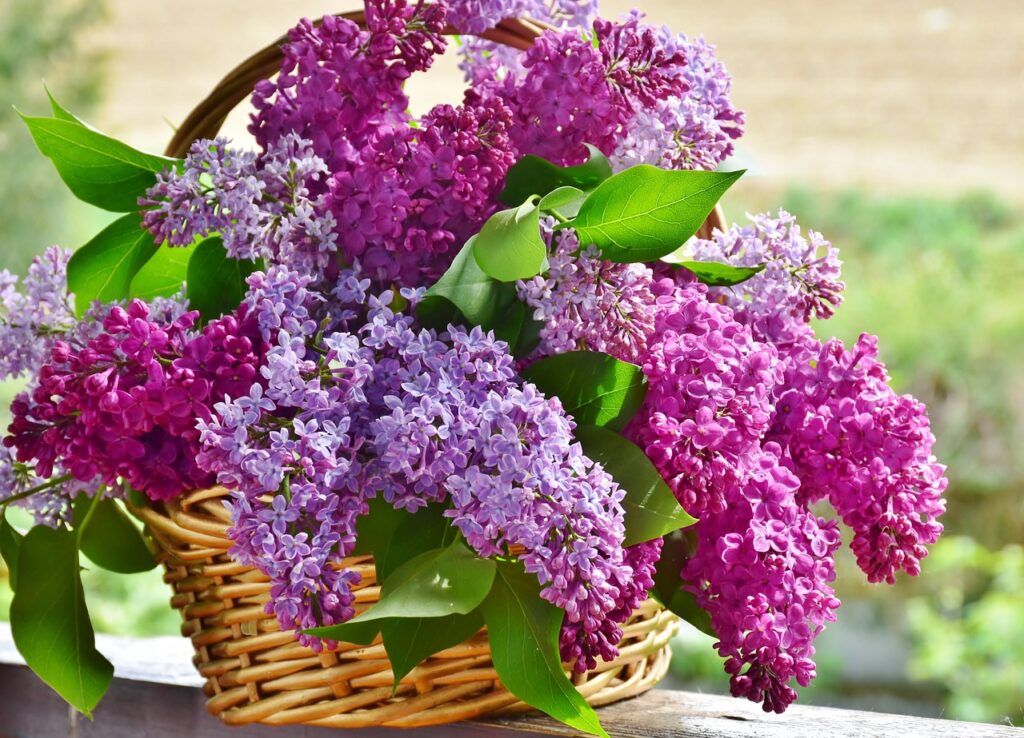 Lilac and Planting: Adding Beauty and Fragrance to Your Garden