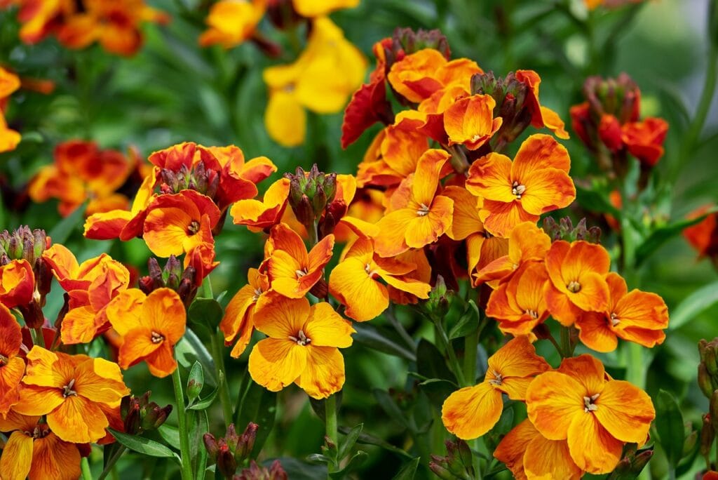 Lobelia and Planting: A Guide to Growing Beautiful Flowers