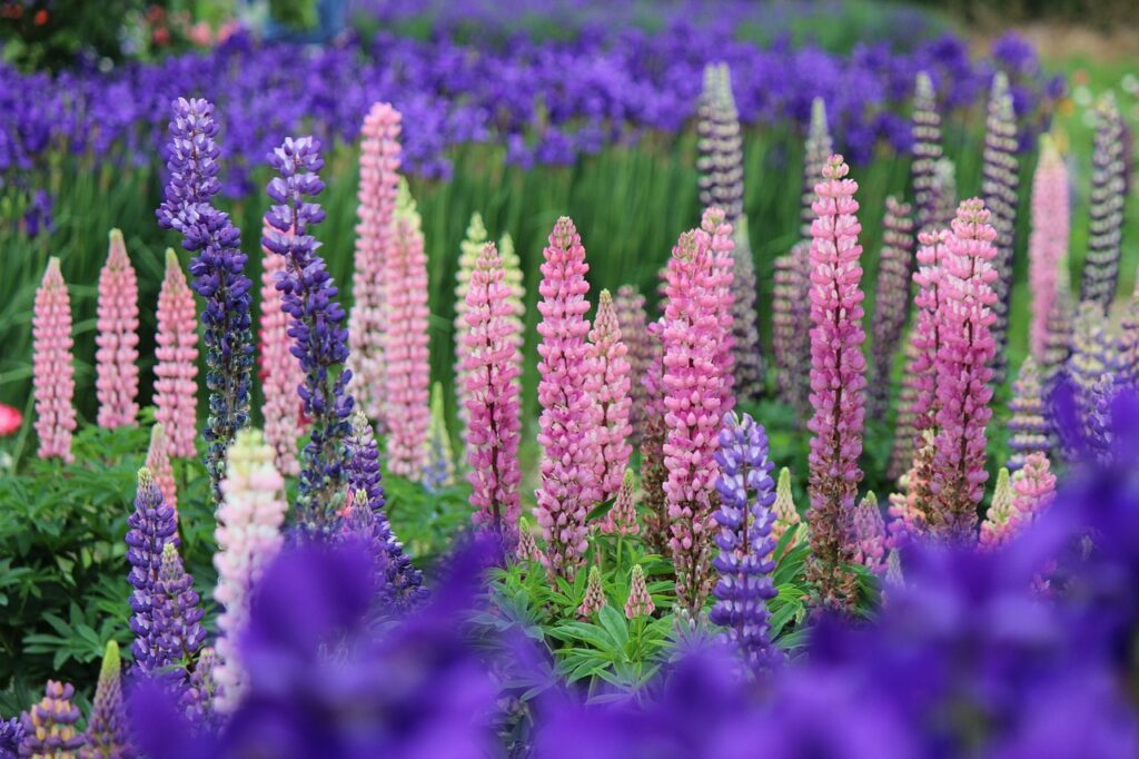 Lupine and Planting: A Guide to Growing Beautiful Lupine Flowers