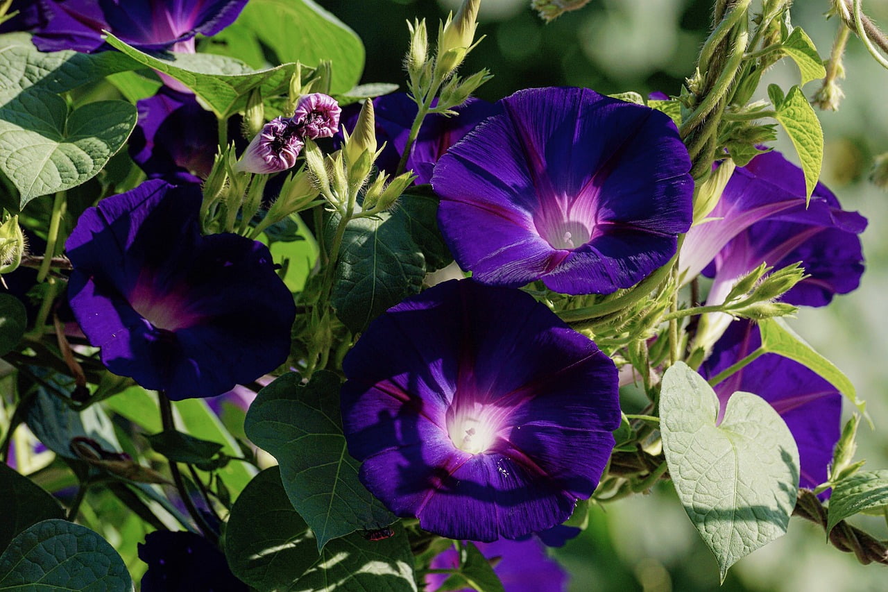 Morning Glory and Planting: Adding Beauty and Charm to Your Garden