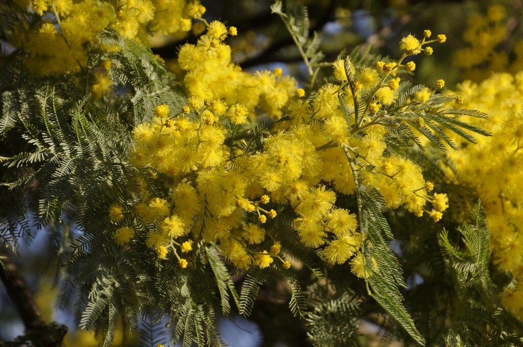 Mimosa and Planting: Bringing Nature's Beauty to Your Space