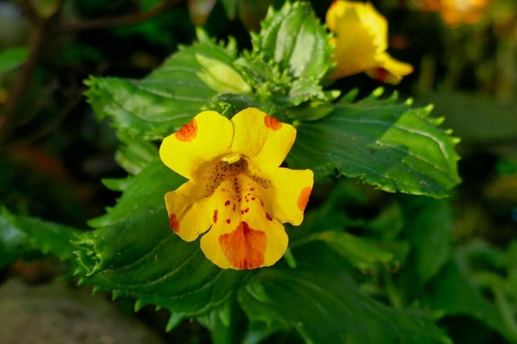 Monkeyflower and Planting: A Guide to Cultivating Beautiful Blooms