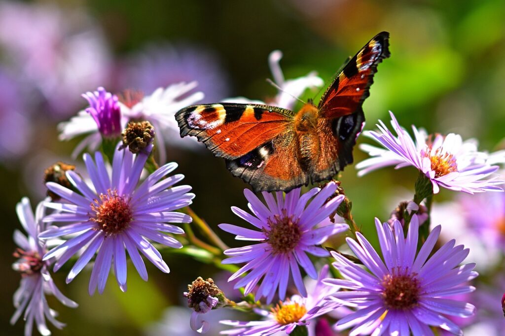 Peacock Flower and Planting: A Guide to Growing Nature's Colorful Beauty