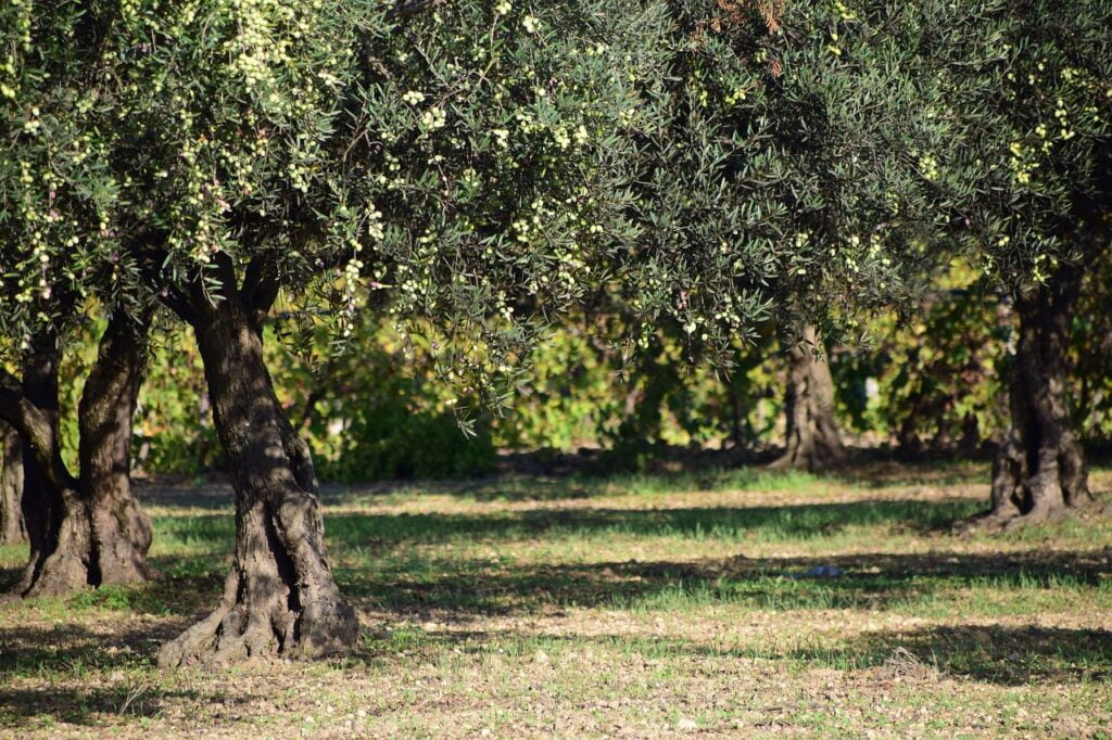 Olive and Planting