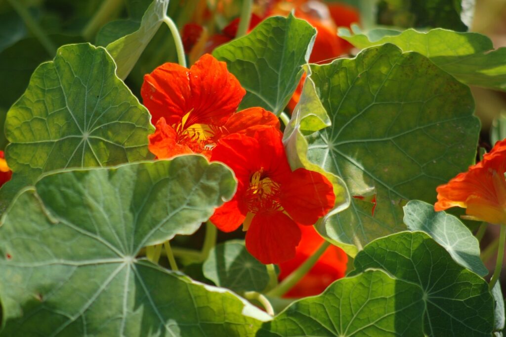 Nasturtium and Planting: A Comprehensive Guide