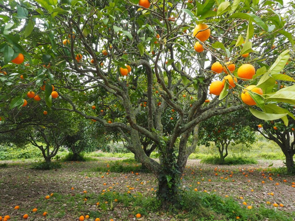 Citrus and Planting: A Comprehensive Guide to Growing Your Own Citrus Trees