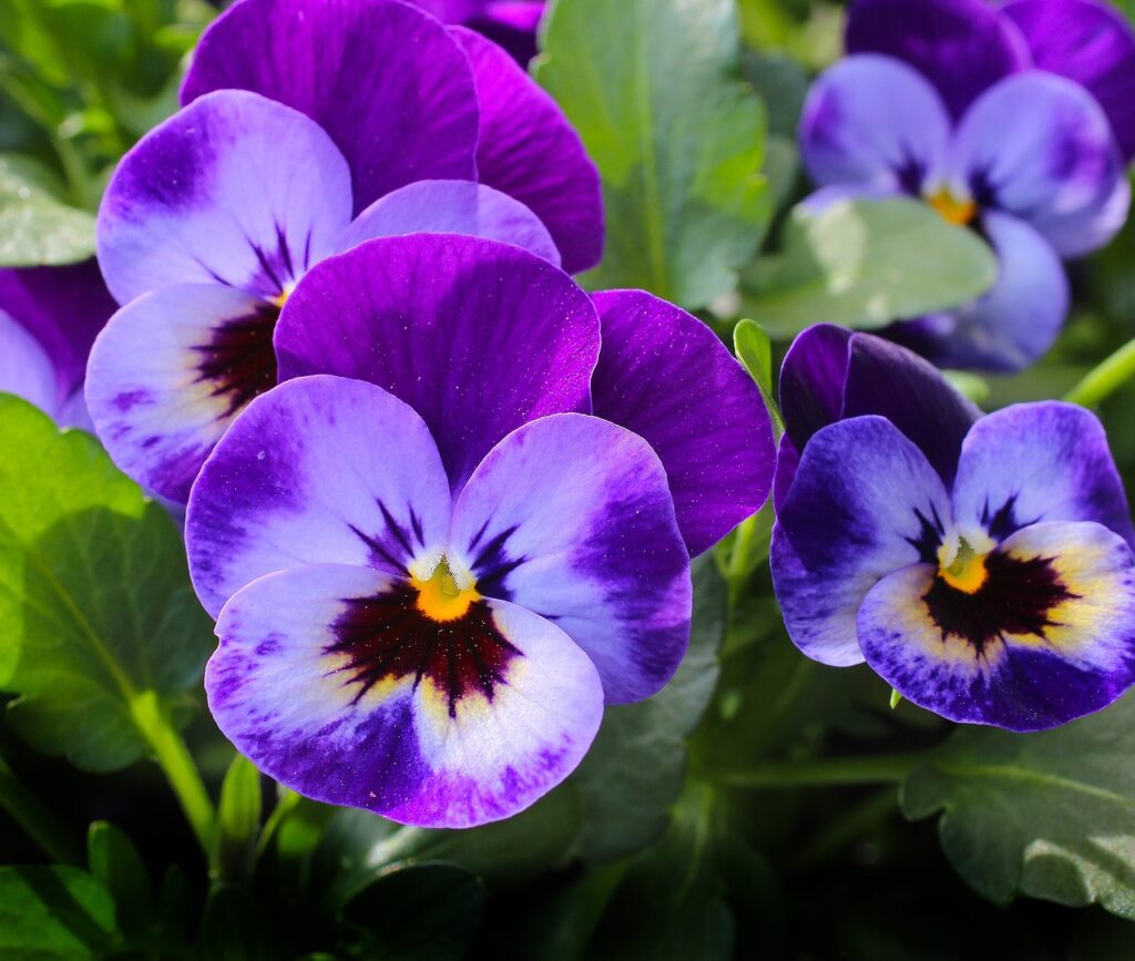 Pansy and Planting: A Complete Guide to Growing Beautiful Pansy Flowers