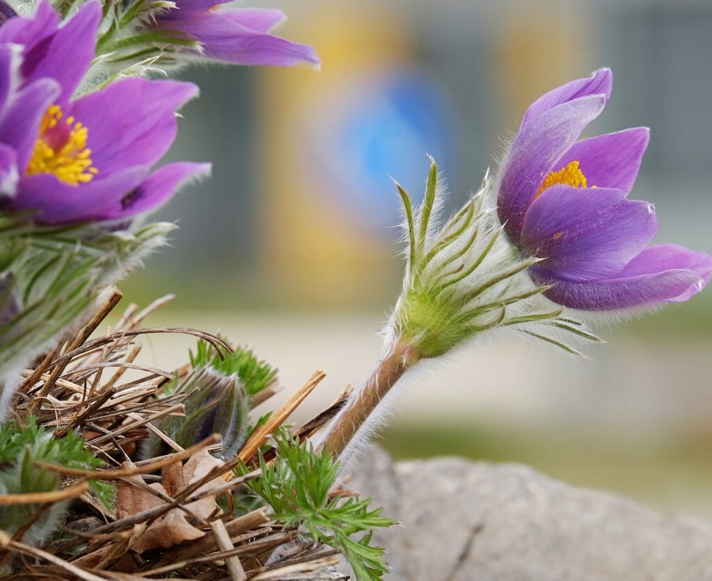 PASQUE FLOWER AND PLANTING