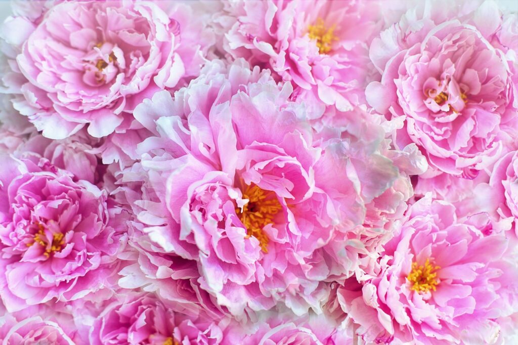 Peony and Planting: A Guide to Growing Beautiful Peonies