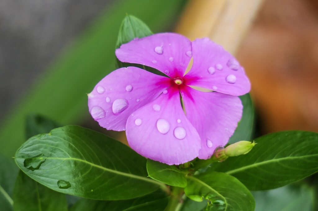 Periwinkle and Planting: A Guide to Cultivating and Caring for This Charming Flower