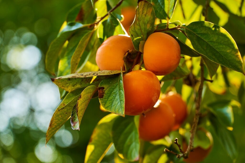 Persimmon and Planting: A Guide to Growing Flavorful Persimmons