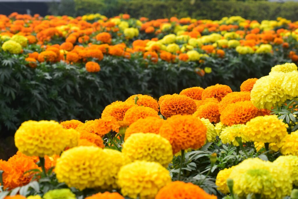 Close-up of a vibrant orange marigold flower in full bloom.