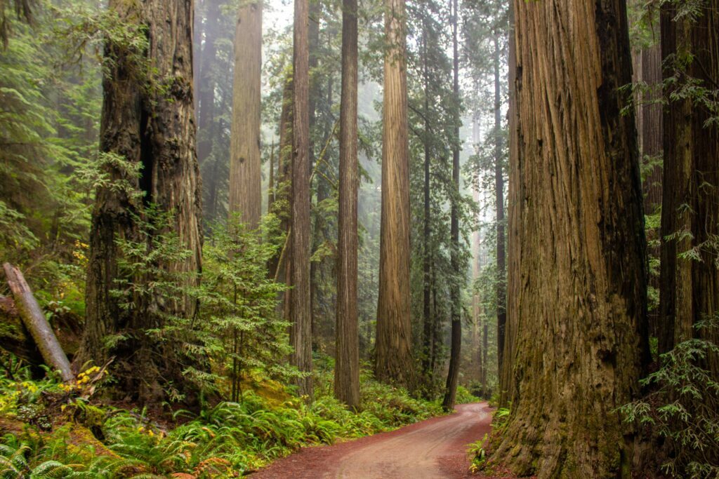 A breathtaking view of a towering redwood tree, its massive trunk covered in reddish-brown bark, reaching towards the sky with lush green foliage surrounding it.