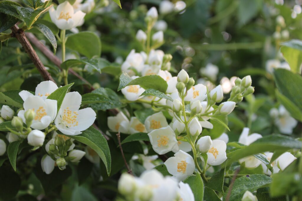 Image of blooming jasmine flowers in a garden.
