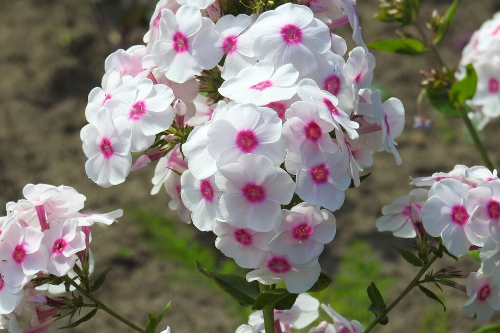 Phlox and Planting: A Guide to Growing Beautiful Blooms