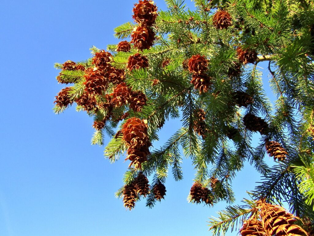 Douglas Fir and Planting: A Comprehensive Guide