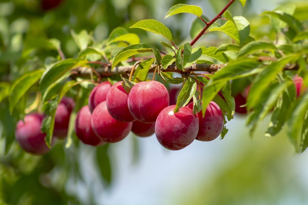 Plum and Planting: A Comprehensive Guide to Growing Delicious Plums