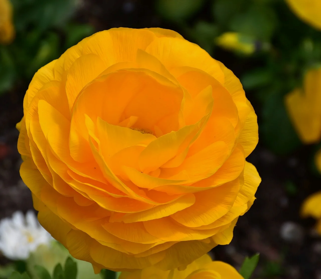 Ranunculus and Planting