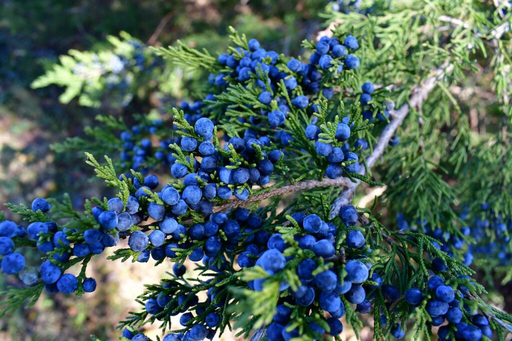 Red Cedar and Planting: A Comprehensive Guide