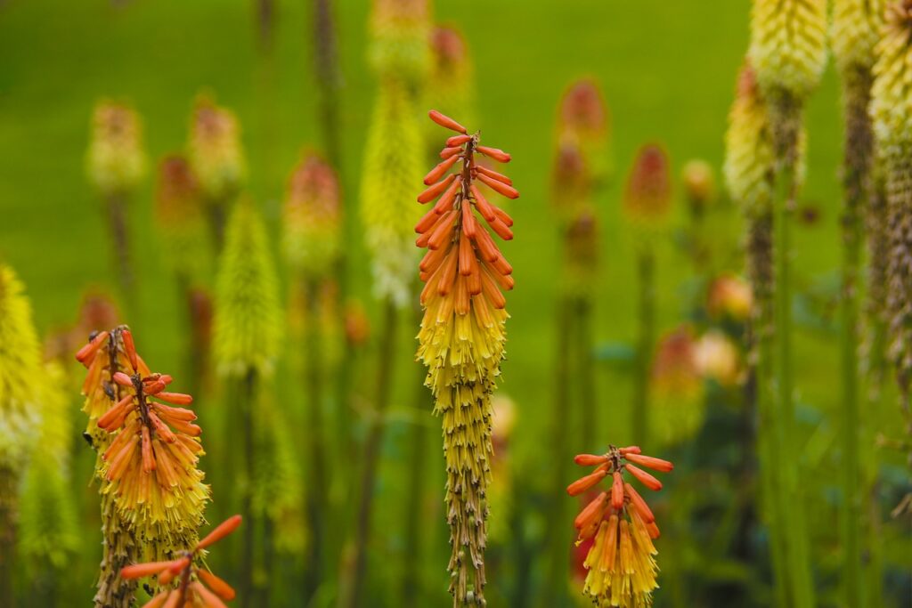 Red Hot Poker and Planting: A Guide to Growing Vibrant Flowers in Your Garden