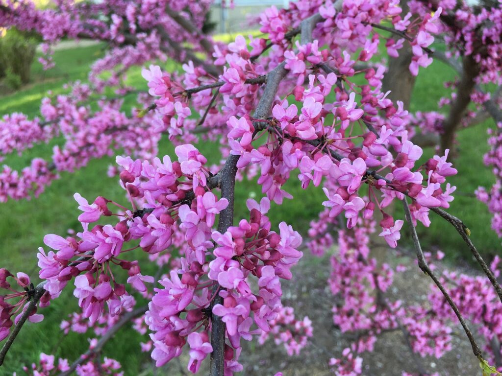 Redbud and Planting: Enhancing Your Landscape with Stunning Blooms