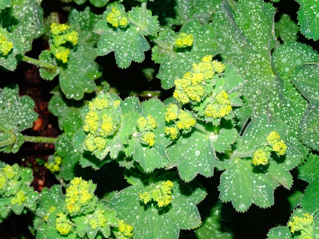 Lady's Mantle and Planting: A Gardener's Guide