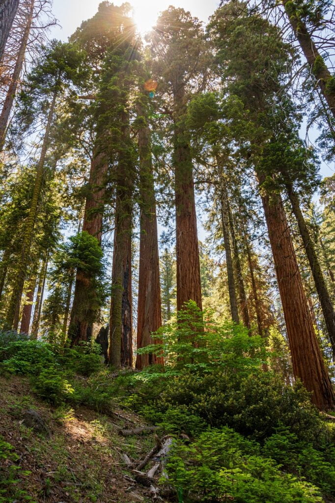 Sequoia tree planting guide