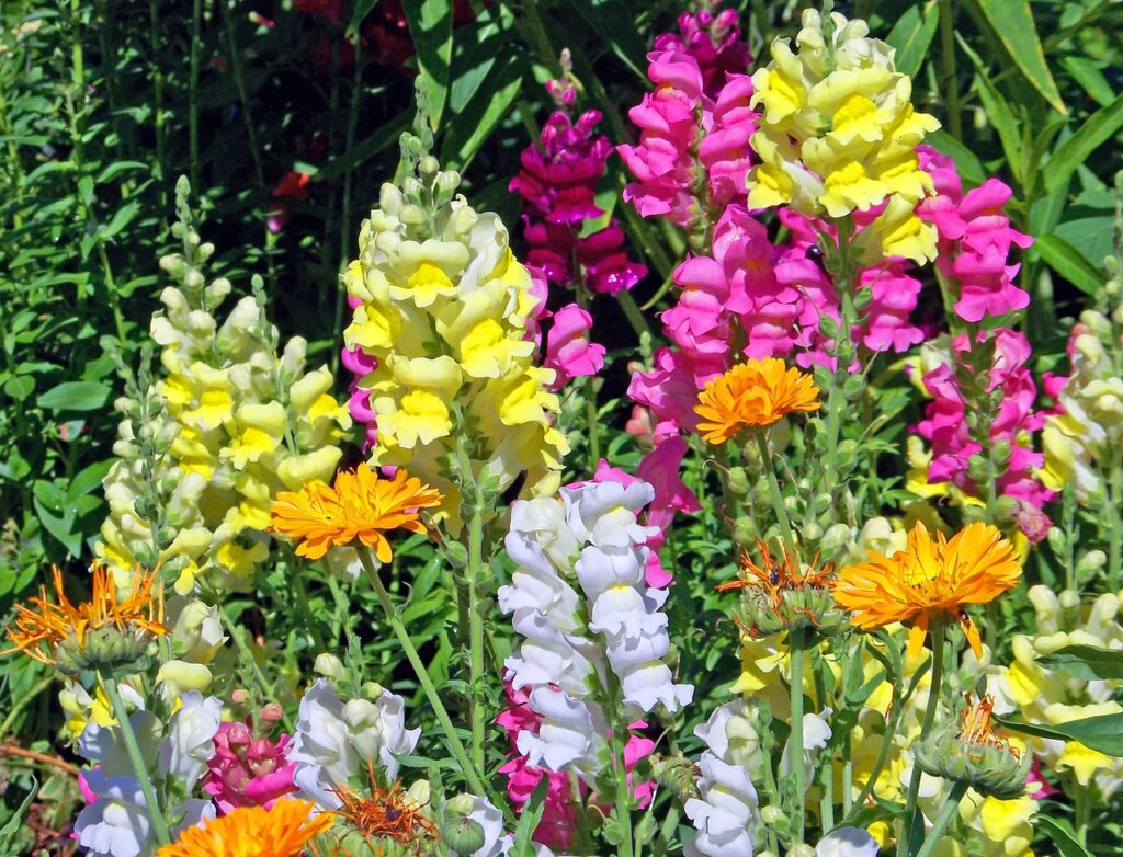 Snapdragon and Planting: A Comprehensive Guide to Growing Beautiful Flowers