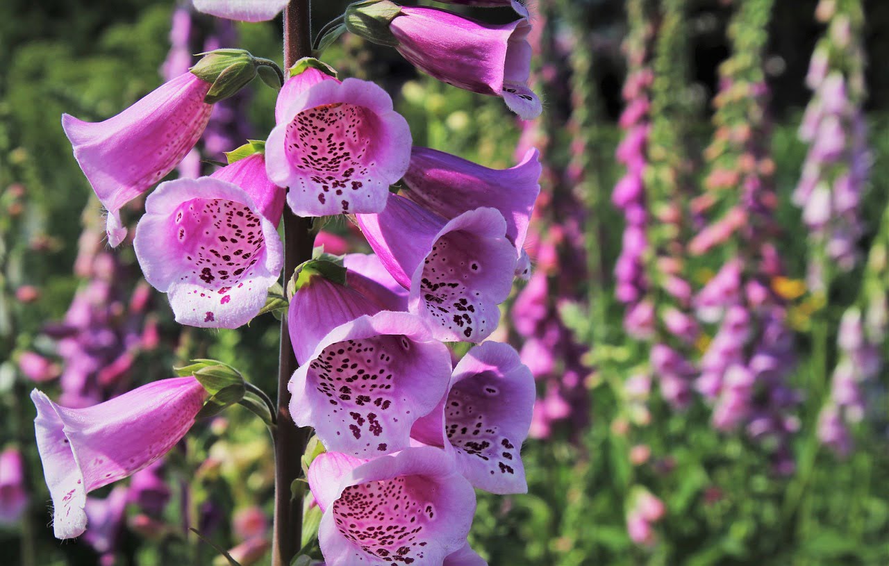 Growing Foxgloves Planting And Caring For Stunning Flowers