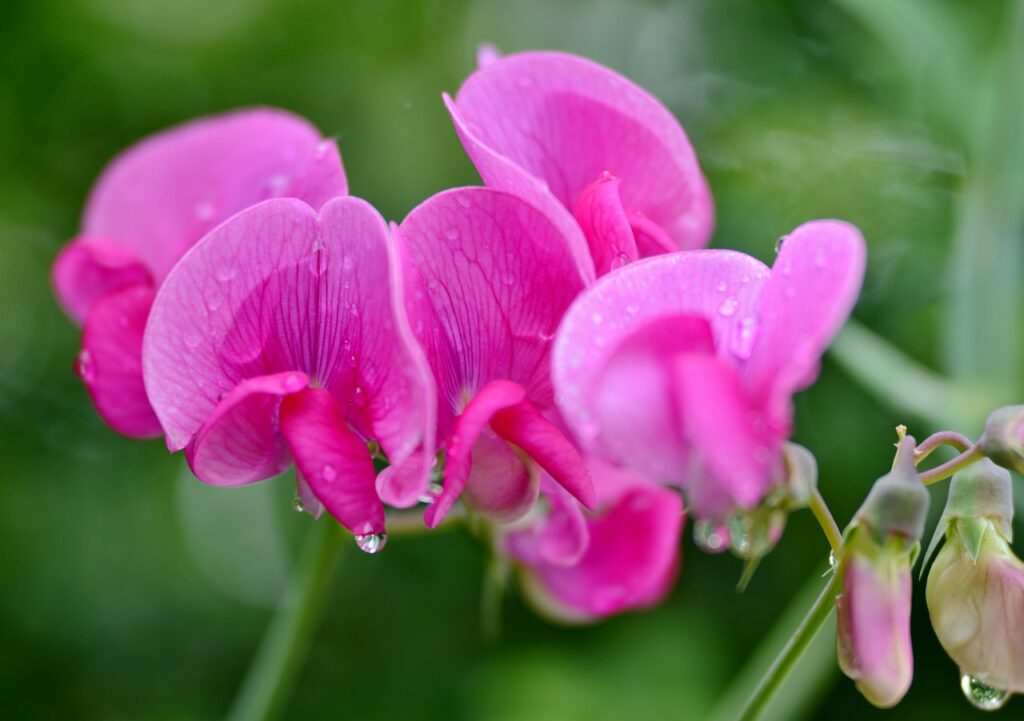 Sweet Pea and Planting: A Fragrant Addition to Your Garden