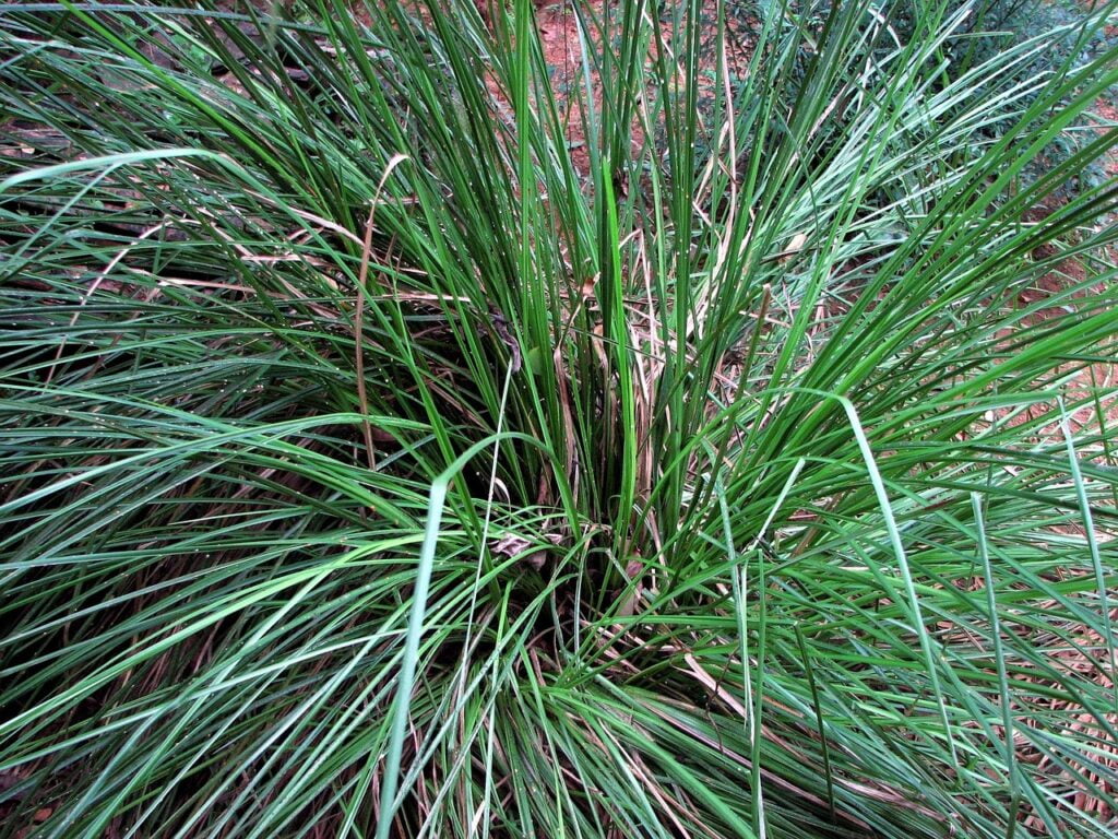 Chrysopogon zizanioides and Planting: A Guide to Cultivating Vetiver Grass