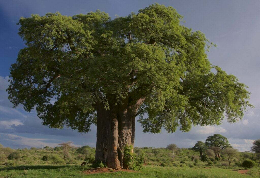Baobab and Planting: A Marvel of Nature