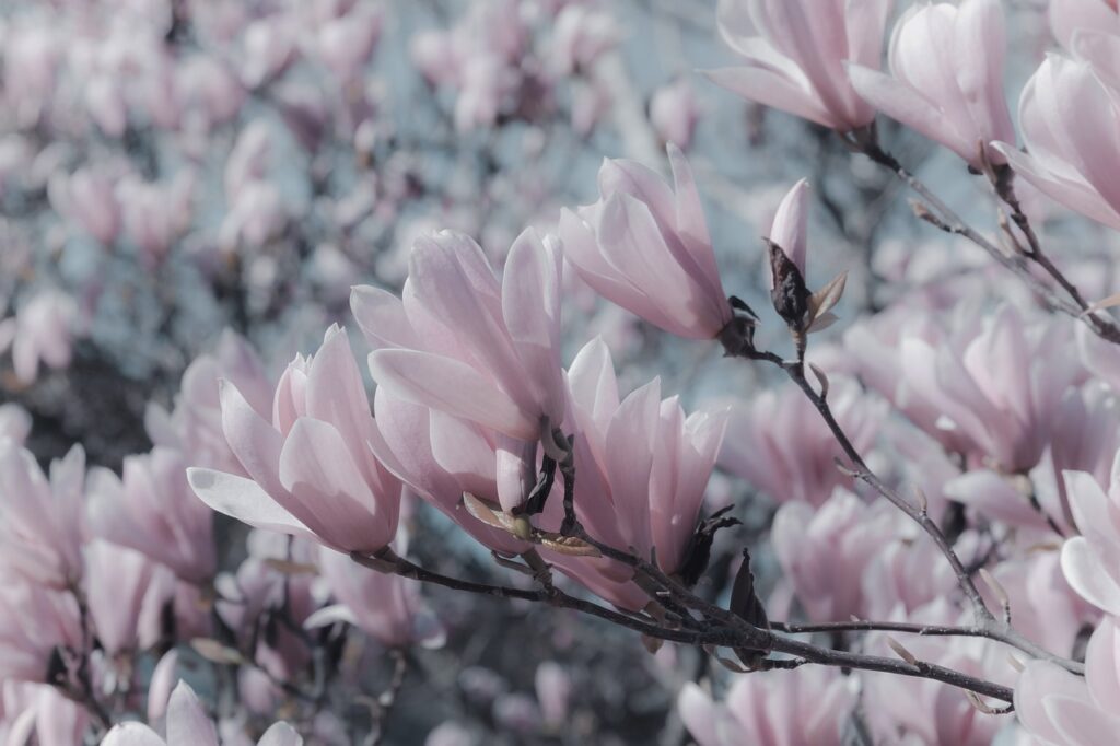 Tulip Tree and Planting: A Beautiful Addition to Your Garden