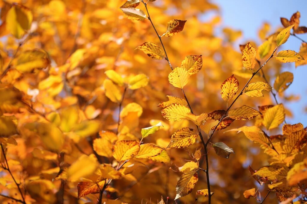 Zelkova and Planting: The Art of Cultivating Majestic Trees