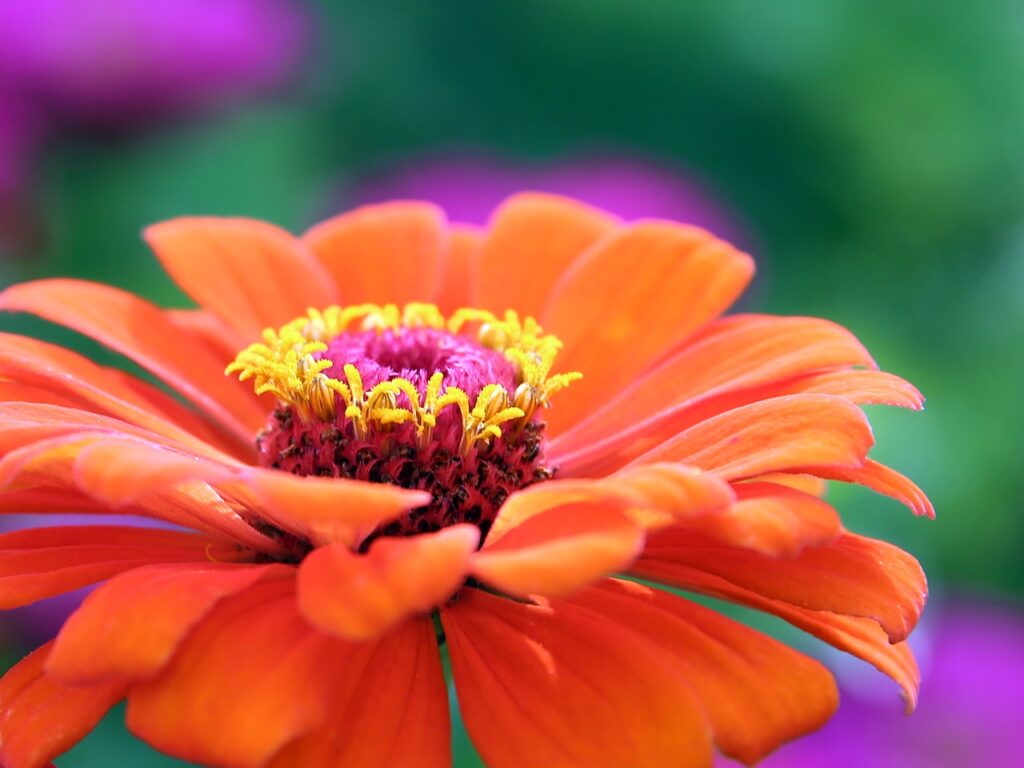 Zinnia Planting: A Guide to Growing and Caring for Zinnia Flowers