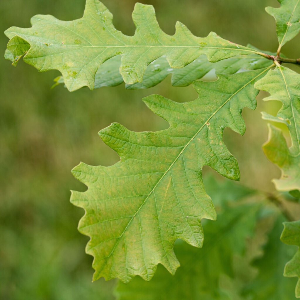 Understanding Quercus Lyrata