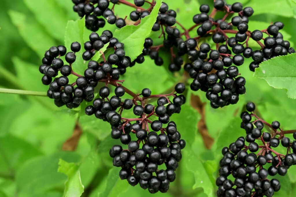 Elderberry Tree and Planting: Cultivating Nature's Bounty