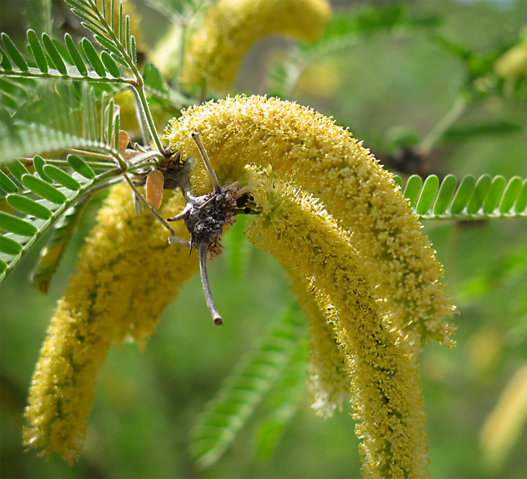 Velvet Mesquite and Planting: A Guide to Cultivating Beauty