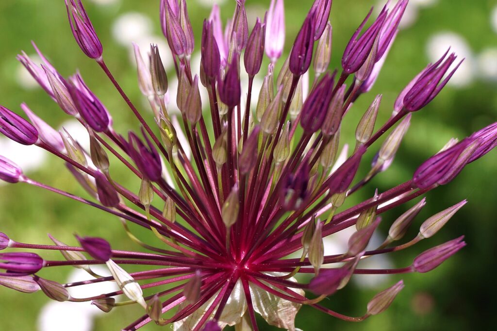 Allium and Planting: A Comprehensive Guide to Growing Stunning Allium Flowers