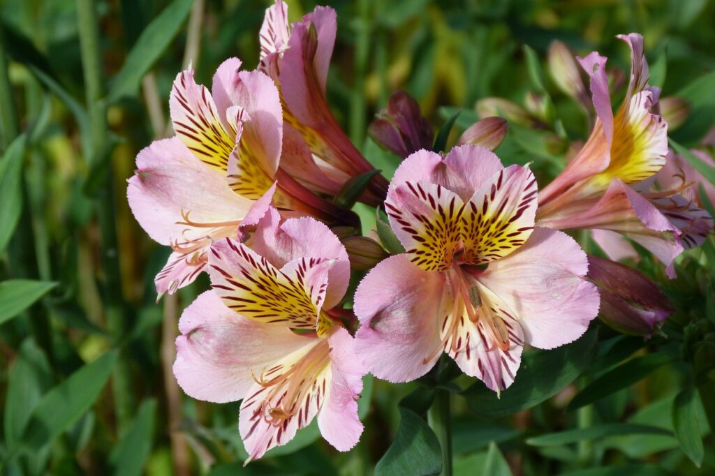 Alstroemeria and Planting: A Comprehensive Guide to Growing Stunning Peruvian Lilies