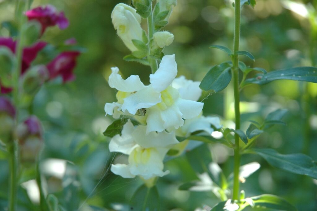 Antirrhinum and Planting: A Comprehensive Guide