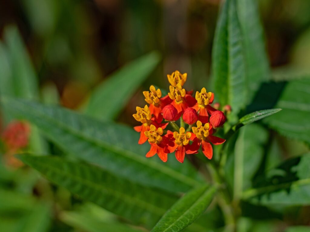 Asclepias and Planting: Nurturing Nature's Gift