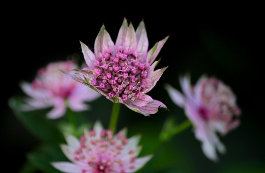 Astrantia and Planting: A Comprehensive Guide for Gardening Enthusiasts