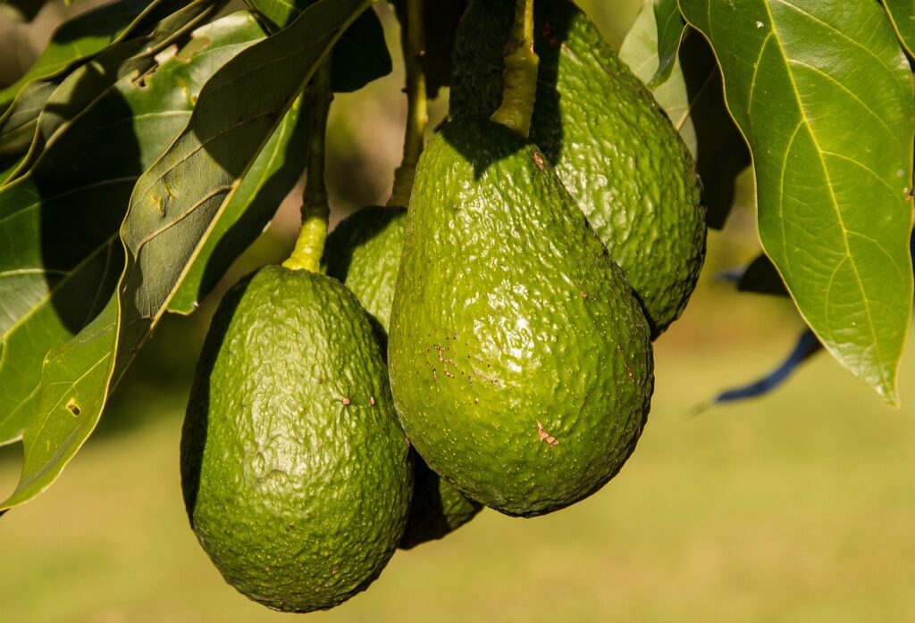 Avocado Tree and Planting: A Guide for Successful Cultivation