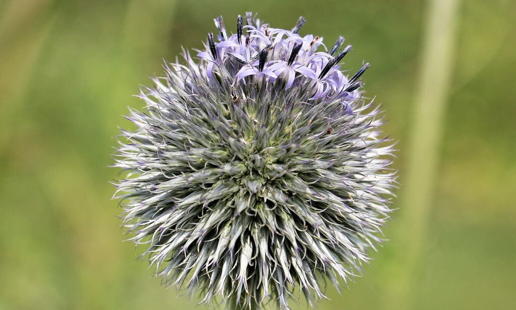 Thistle and Planting: Nurturing Nature's Resilient Beauty