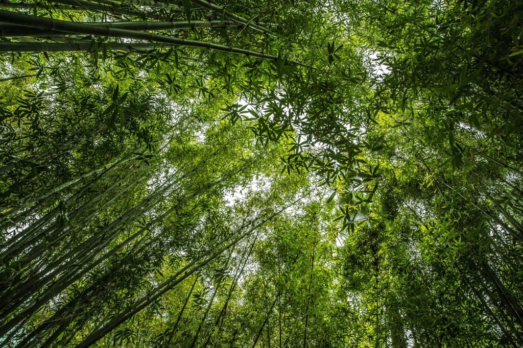 Bamboo and Planting: Nurturing Nature's Green Giants