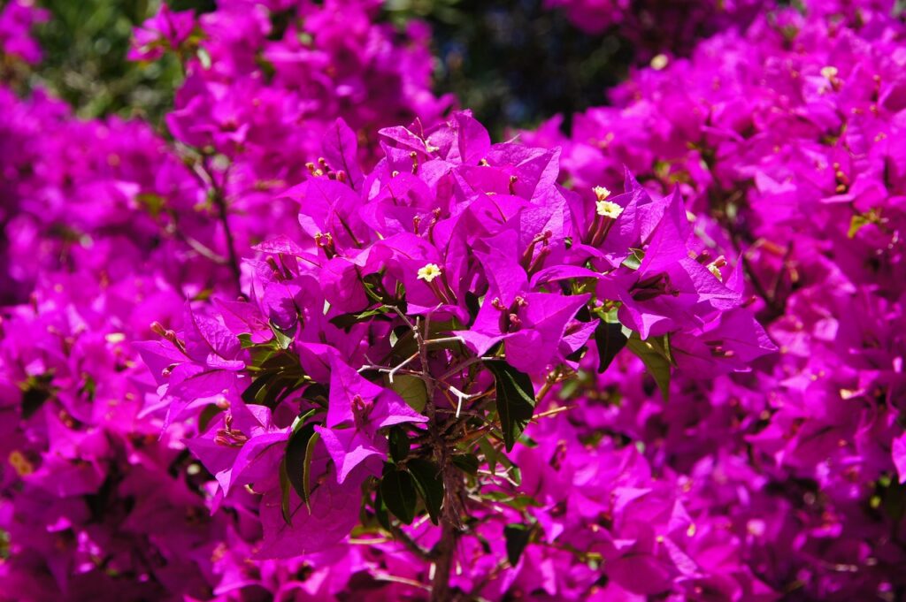 Bougainvillea and Planting: A Colorful Addition to Your Garden