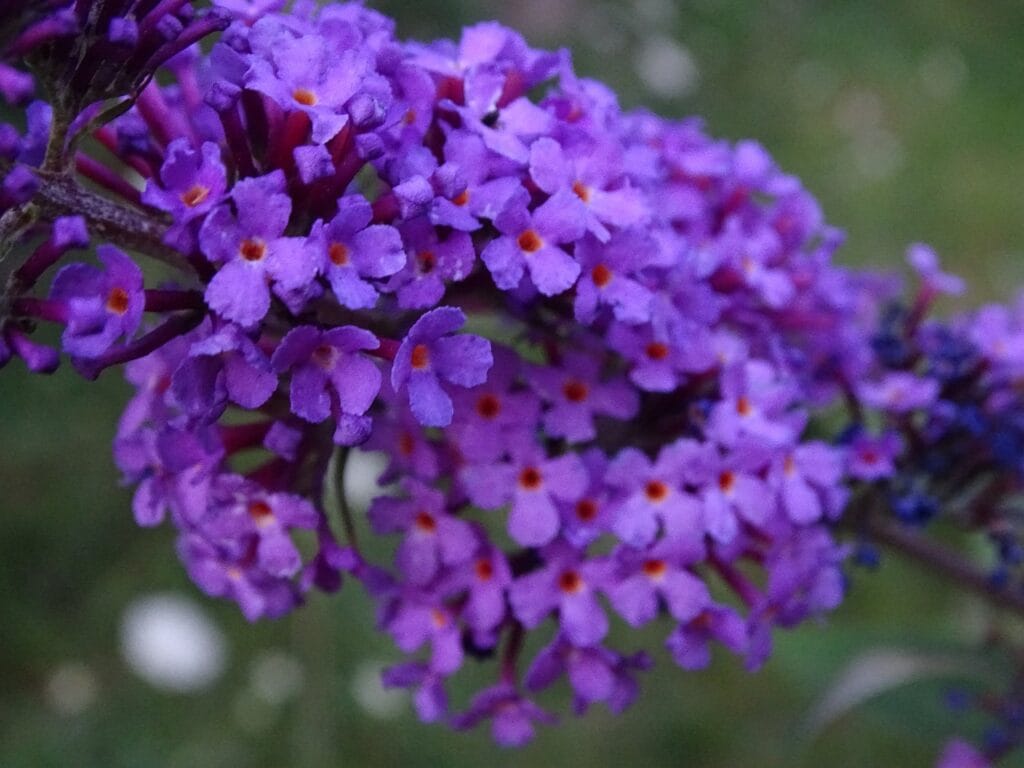 Buddleja and Planting: Nurturing Nature's Beauty